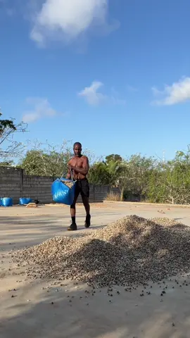 A little Moringa Seed #ASMR‼️ We grow🌱 and dry Moringa seeds mainly to make you that beautiful moringa oil everyone💚 loves!🤓But did you know in some parts of the world the seeds are an important food source?   #staybeautifulnaturally #moringa #moringaseed #superfood #moringarecipies ⁣#staybeautifulnaturally #paparozierfarms #naturalhealth 