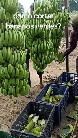 como cortar bananos verdes? #bananos #viral #corte #agriculture #plantain #cocechas #elhappy357 #salvador #rd #honduras #ecuador 
