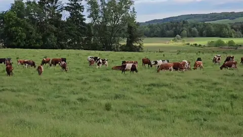 Cow Farm in New York #NY #USA #Farm #cowfarm #tiktok 