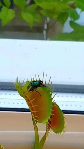 نبته فينوس آكلة الحشرات (Venus Flytrap) واحدة من أروع النباتات في العالم، خاصة عندما تشاهد فكي هذا النبات يلتقط الحشرة ويلتف حولها ليهضمها، إذ يتميز هذا النوع من النبات بسلوك غريب عن النباتات الأخرى وهو اصطياد الحشرات والحيوانات الصغيرة وهضمها، كيف تتم عملية صيد الفرائس الشيء الأكثر إثارة في هذا النبات هو كيف يصطاد فرائسه ويهضمها، تغري هذه النبتة الحشرات عن طريق البطانة الحمراء على الأوراق، حيث تفتح أوراقها، وتفرز رحيق عطري يجذب الحشرات، وعندما تهبط الحشرات عليها تستشعر الشعيرات الحسية الموجودة داخل البتلات حركة الحشرة، يجب أن تكون هناك حركتان على الأقل في غضون 20 ثانية وإلا لن تغلق البتلات، وهذه الآلية تحمي النبتة من اصطياد أشياء أخرى غير حية وبعد الحركة الثانية للحشرة، يغلق النبات فكيه في أقل من ثانية عن طريق تحول البتلات من الشكل المحدب إلى الشكل المقعر، وتعمل الأهداب الموجودة على حواف الأوراق على منع الحشرة من الهروب مثل قضبان السجن. ثم تبدأ النبتة بهضم الحشرة، حيث يتم إفراز العصارات الهضمية التي تقوم بتحليل الحشرة. 