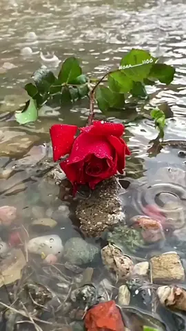 نيتك وان كانت اطهر من قطر الندى💧 سترى من يراها اشد سواد من الفحم 🖤 وذالك من دواعي الطمأنينة🫶ان تعلم  قول الله عز وجل 