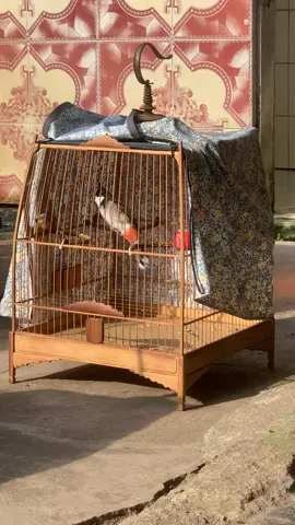 Tuần sau móc số nha con trai