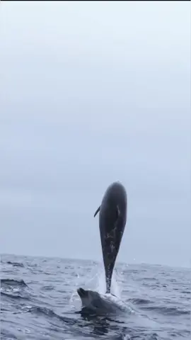 atraksi langka ikan lumba - lumba laut lepas #tiktoknews #tiktok #beritatiktok #alam #laut #sea #ikan #fish #dolphin #dolphins #viralvideo 