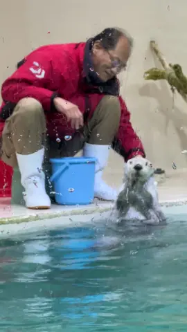 メイちゃん肩たたき #ラッコ#鳥羽水族館#ラッコのメイちゃん#ラッコのキラちゃん#sea_otter #seaotter #ラッコ好き#とばすい#鳥羽水#ラッコの肩たたき