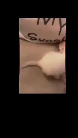 #fyppppppp #cutecatsoftiktok #memecats#viralvideo 