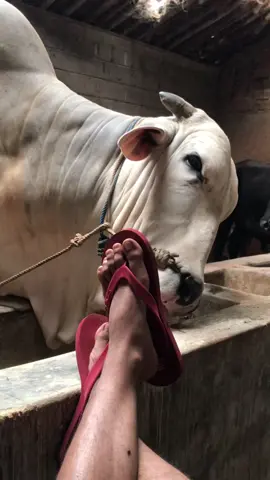 Di sambi ngopi sek mon wk fyp sampai mana ni fyp kabari yo mon 😄🙏#peternaksapimuda #peternaksapiindonesia #sapipotong #sapipojumbo #bahanswmubolo😁 #boyolali #sapiviral #fyp #foryou 