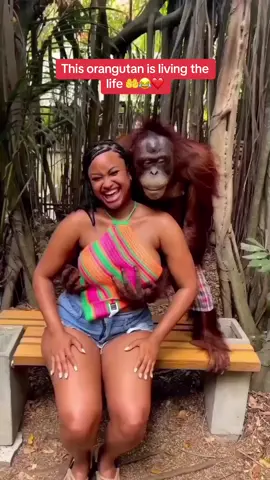 Premium Enjoyment #pulsenigeria #pulseviral #tiktoknigeria #orangutan 