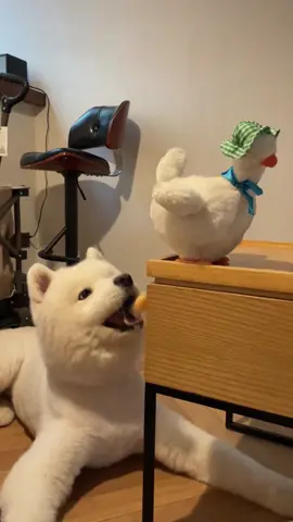 #pet #funny #fyp #fuunyvideo #dogs #fypシ 
