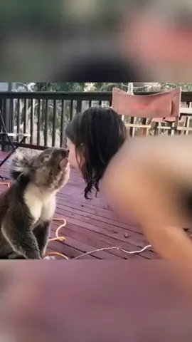 The little koala broke into the backyard to ask for water to drink. The kind-hearted owner not only didn't drive it away, but also personally held water to feed it #fypシ #fyp #foryou #foryoupage  #Original  #Animal  #Koala  #Wild  Animals Zero Distance #Magic  Animals in Tik Tok #Cute  Animals #Warm  #Cure  Miss Sister's kindness.