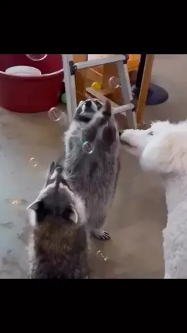 #raccoon #funnyraccoon #animals #funnyanimals #funny #laugh 