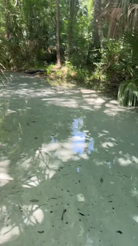 #GatorCountry #clear #water #springs #alligatorsearch #amazingsprings #doginarm #paradise #springswalk