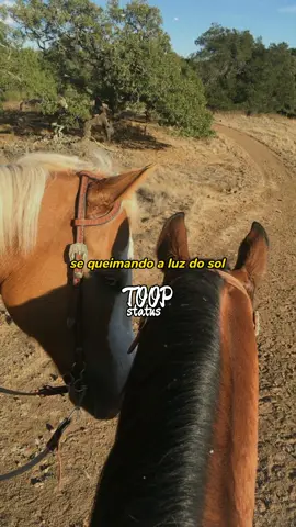Bonde do Vaqueiro 🐎🐴💥❤️ #statusdemúsicas #status #fy #viral #statusvideo #vaquejada 