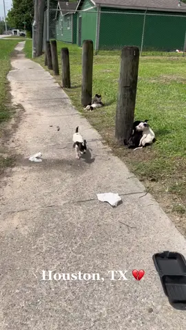 It’s never ending 💔 To donate to these puppies care: Venmo: @heartoftheunderdog Cashapp: $HOTURescue Paypal: paypal.me/heartoftheunderdog #adoptdontshop #rescue #foster #rescuedog #rescuedogsoftiktok #fosterdog 