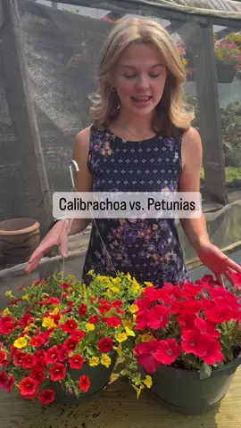 Which one is your favorite? #petunia #petunias #calibrachoa #plants #plantcare #garden #gardentok #gardening #gardeningtips #gardeningtipsforbeginners #gardeningtipsandtricks #flowers #flowergarden #flowergardening #flowergardentiktok 