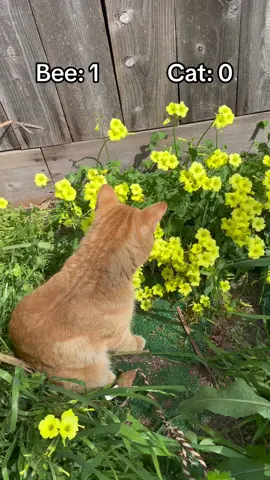 Dont worry, hes okay #fyp #catsoftiktok #orangetabby #orangecatbehavior #beesting 