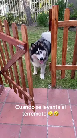 El terremoto de la casa 😂😂🐺             #dog#dogsoftiktok#perro#perrostiktokers#cute#husky#alaskanmalamute#quito#ecuador🇪🇨#lobo#alusky#wolf#doglife