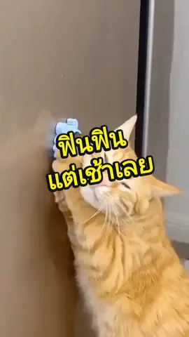 แคทนิปทำให้น้องฟิน #แคทนิปบอล #แคทนิปบอล  #ของเล่นแมว #อุปกรณ์เลี้ยงแมว#สวนสัตว์tiktok #KP_Grooming 