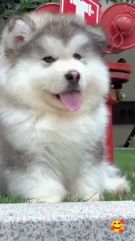 cute hột me là em 🥰🥰🥰 #xuhuong #trend #videoviral #funnyvideos #dog #cutedog #dogsoftiktok #😄😄😄 #❤️❤️❤️ 