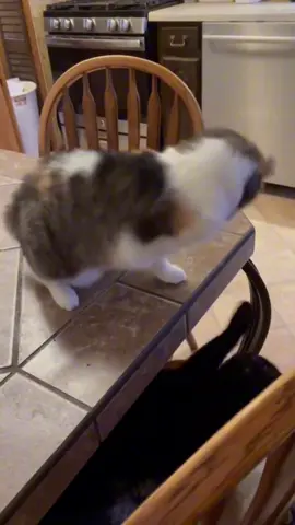 Cat: No hands, but there are beating your heart#fyp #foryou #cute #funny #cat #tiktok 