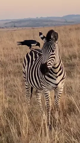Crow having a snack on a zebra #crow #SnackTime #wildlife #naturetiktok #wildlifemoments #wildlifemoment #africa #zebra #zebras #southafrica #wildlifememories #naturezaperfeita #wildandfree #animaisselvagens 
