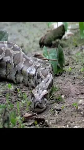 se ekor ular makan buaya.  sampai muntah muntah #kapucino #hutanamazon #ularpitonmakansapi #promil #buayadarat 