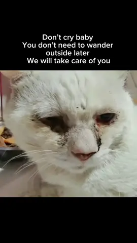 This poor baby cried after being rescued 🙏We will do our best to help more stray pets. You can donate some food for them by clicking the link on our bio#meow #fyp #therapy #foryou #save #help #helpthemplease #boost #pls #cattok #straycat #cat #saveteam #helpful #straydog 