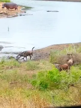 se ekor kudanil menyelamatkan se ekor kursa. yang hampir mau di makan oleh buaya #buayadarat #promil #ularpitonmakansapi #hutanamazon #kapucino #kontenbermerek 