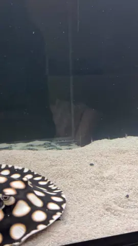 SO CUTE STINGRAY 🥰🤩 #pourtoi #viral #fishtok #fishtokfamous #tiktokfish #fishtoker #fyp #aquarium #aquariums #fishtank #fishtanks #fishtiktok #stingray #stingrays #stingrayfish #blackdiamondray #cutefish #cutefishoftiktok #cutefishvideos 