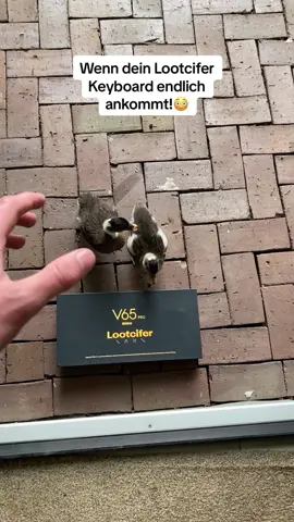 Graits Coiled Cable nur solange der Vorrat reicht! #customkeyboard #coiledcable #gaming #gamingkeyboard 
