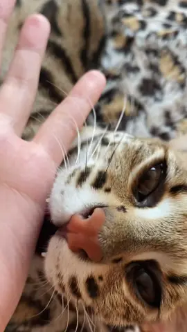 Ice cream hand #cat #cats #baby #catsoftiktok #catslovers #asianleopardcat 