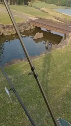 #fish #fishing #foryou #fishinglife #foryoupage