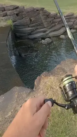#fish #fishing #foryou #fishinglife #foryoupage