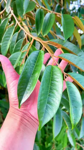 Phun gì để lá sầu riêng đẹp xanh dày #locsaurieng #saurieng #kythuatsaurieng #durian 