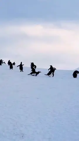 Super cool ⛷ skiing moves #penguin #nature #foryou 