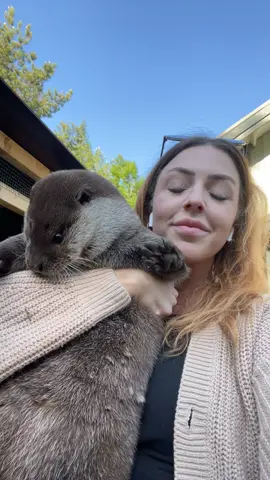 Someone’s hungry! 🐟  #otis#otistheotter#otter#riverotter#animalrescue#wildanimals#viralanimals#foryou#fyp#foryoupage  