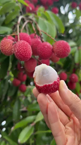 Grateful for this tree’s abundance this year 🥹💕🍒🌳 It is very common for lychee trees to take breaks and not fruit at all some years. This year, many lychee trees in our area produced little to no fruit.  They also need a certain amount of cold temperatures in the winter which doesn’t always happen here in South Florida. ☀️ If they do decide to produce fruit, the season is very short, which makes this fruit a rare seasonal treat. 🫶 Lychees available for a limited time at MiamiFruit.org 🌈 #lychee #litchi #lycheeseason #miamifruit #tropicalfruit #feuit #lychees #litchis 