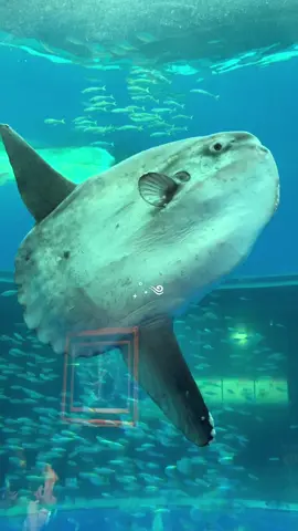 they are so cute ₊˚.༄ #マンボウ #sunfish #japanlife #あつ森 