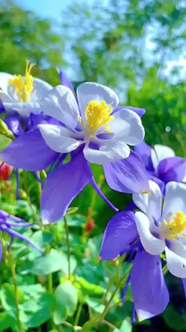 #sceneryvideos #beauty #wonderful #flowers #fyp #tictok 