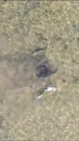 #fy #fypシ #viral #fish #fishing #gofishing #topwaterfishing #explore #اكبسلور 