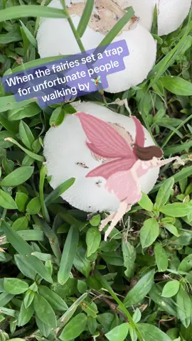 Strategic fairy ring warfare. #fairyring #fairycircle #mushrooms #fairy