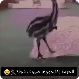 #تيك_توك #typシforyoupagetikok #اكسبلورexplore_fypシ 