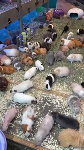 guinea pig farme #guineapig #fypシ゚viral #guineapiglife #ddolh #animallovers #pork #india 
