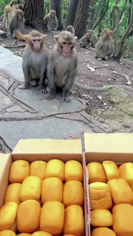 A group of monkeys snatching bread    #monkeys#monkeyfight #monkeydluffy  #monkey