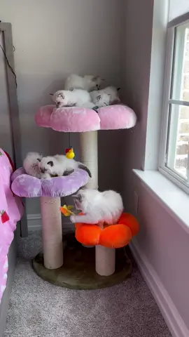 Took me only about 10 minutes to put this cat tree together 