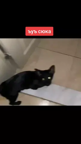 ъуъ сюка#кот#мем #котей 