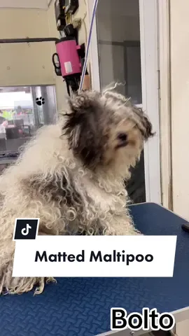 #matting #hematoma #hematomas #mattingremoval #shavedown #shavedownseason #shavedowns #maltipoo #doodle #poodlemix #irresponsibledogowner #dogowner #encino #encinoplace #shermanoaks #groomer #groomersoftiktok #groomerlife #groomerstiktok #barkingroomers #barkingroomer #blackandwhite #puppy #1year #3yearaniverssary #dobetter #dobetterchoice #bebetter #betterparenting 