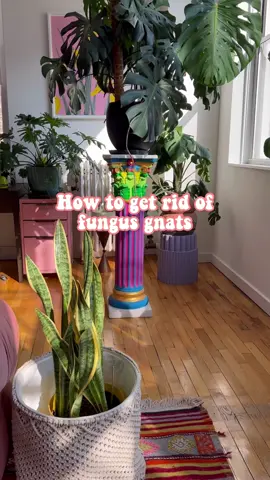 Get rid of flying pests and fungus gnats with @Zevo flying insect traps. Zevo looks aesthetic and can be used worry-free in your house, great especially if you have pets and children. Look at how many gnats my trap caught after only 2 days! Head to my link in bio to purchase this must have home essential. #ZEVOit #ad #fungusgnat #houseplantlover #urbanjungle #plantlover #bugtrap  
