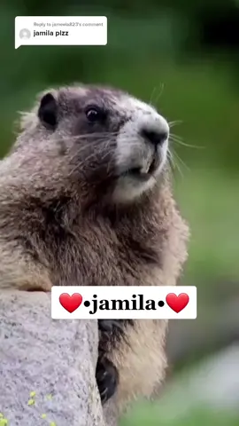 Replying to @jameela823 #jamila #🤣🤣🤣 #trending #trend #foryou #uae🇦🇪 #dubai🇦🇪 #dubai🇦🇪 #telugu #duet #kuwiat #tiktok #video #real #srilanka #bava #kerala #viral #lover #travel #CapCut 