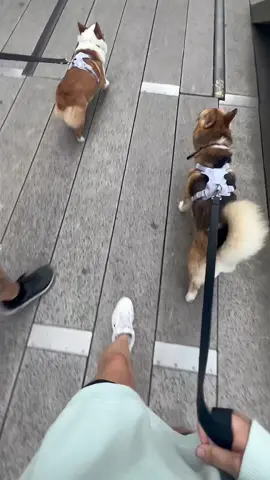 memorial day w/ my dad and the pups on a morning stroll 🩷 — the boys are literally famous anytime we step out in public 