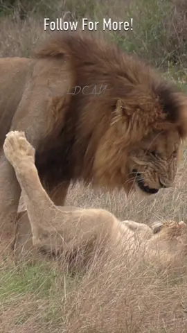 #Missionary Style! I have seen it all now 😂  Check out this rather unusual mating style captured by our very own #wildographer & #rockfigsafarilodge super guide #ChristofSchoeman #Wildography #timbavati #lionslover #lions #bigcatsoftiktok #wildcats #safari #africayravel #fyp #foryou 